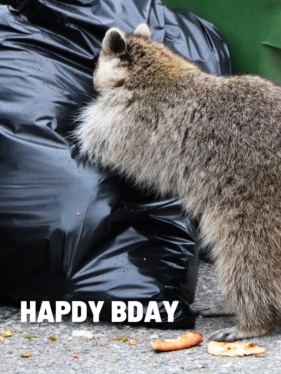 happy birthday trash panda card