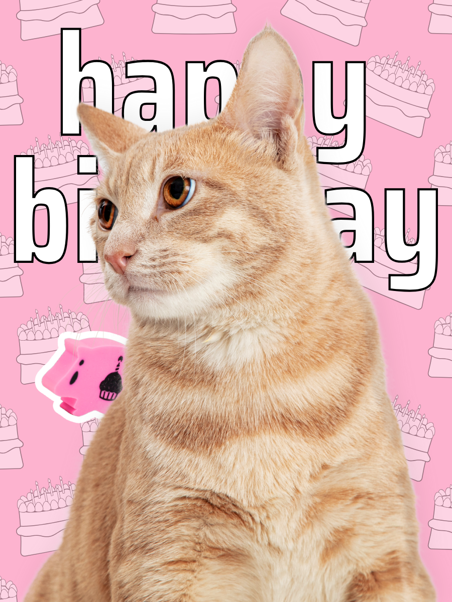 happy birthday cat card