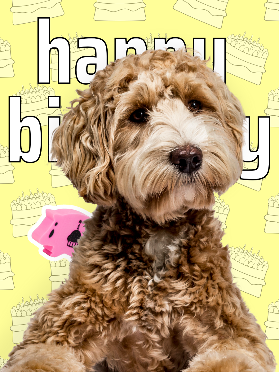 happy birthday dog card