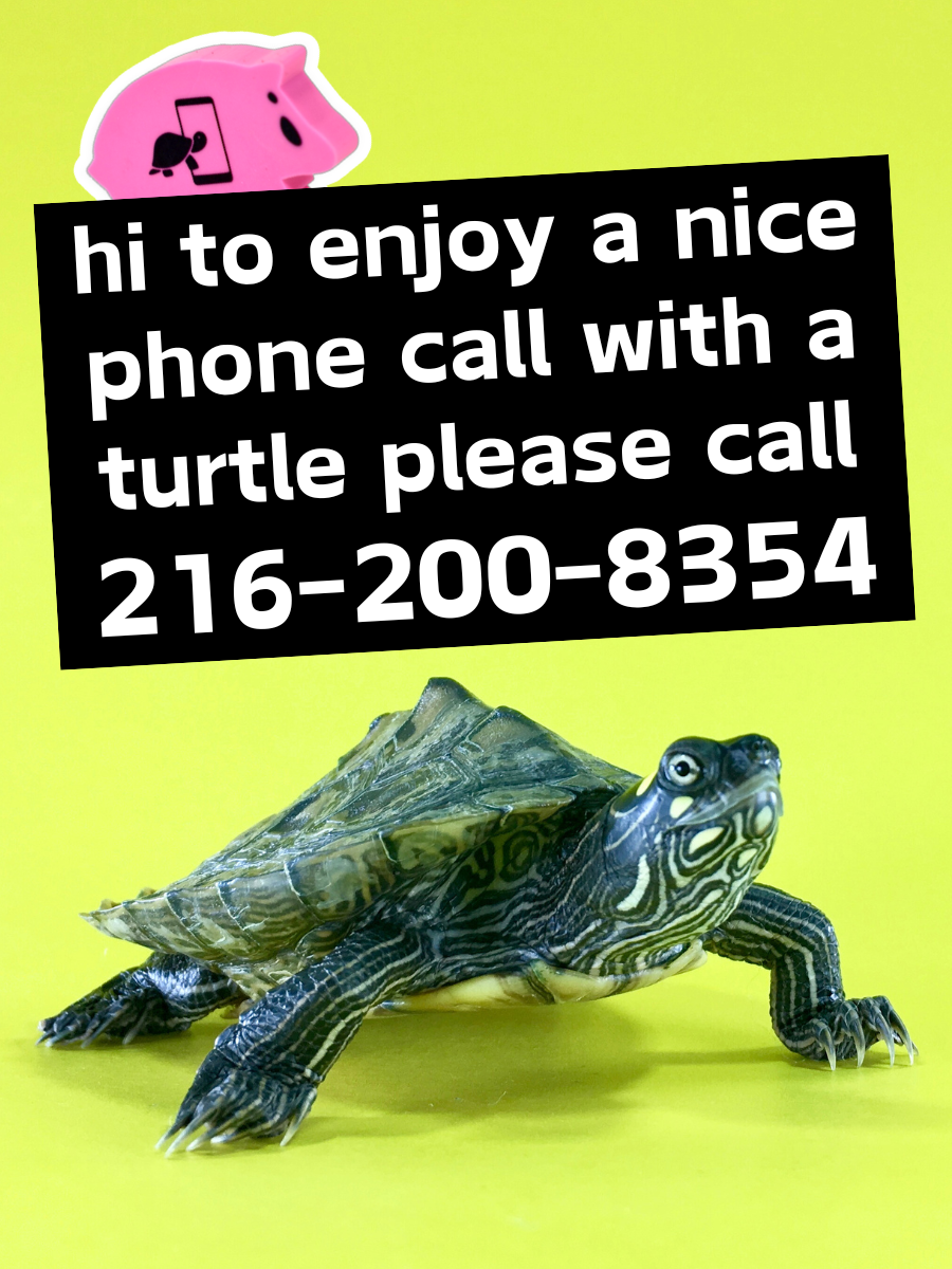 call this number to talk to a turtle card