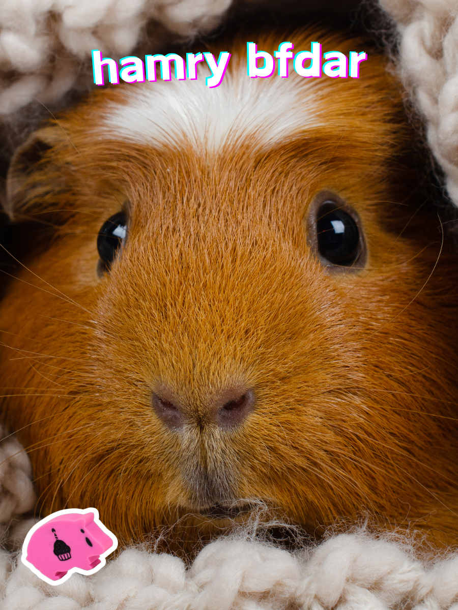 happy birthday guinea pig card