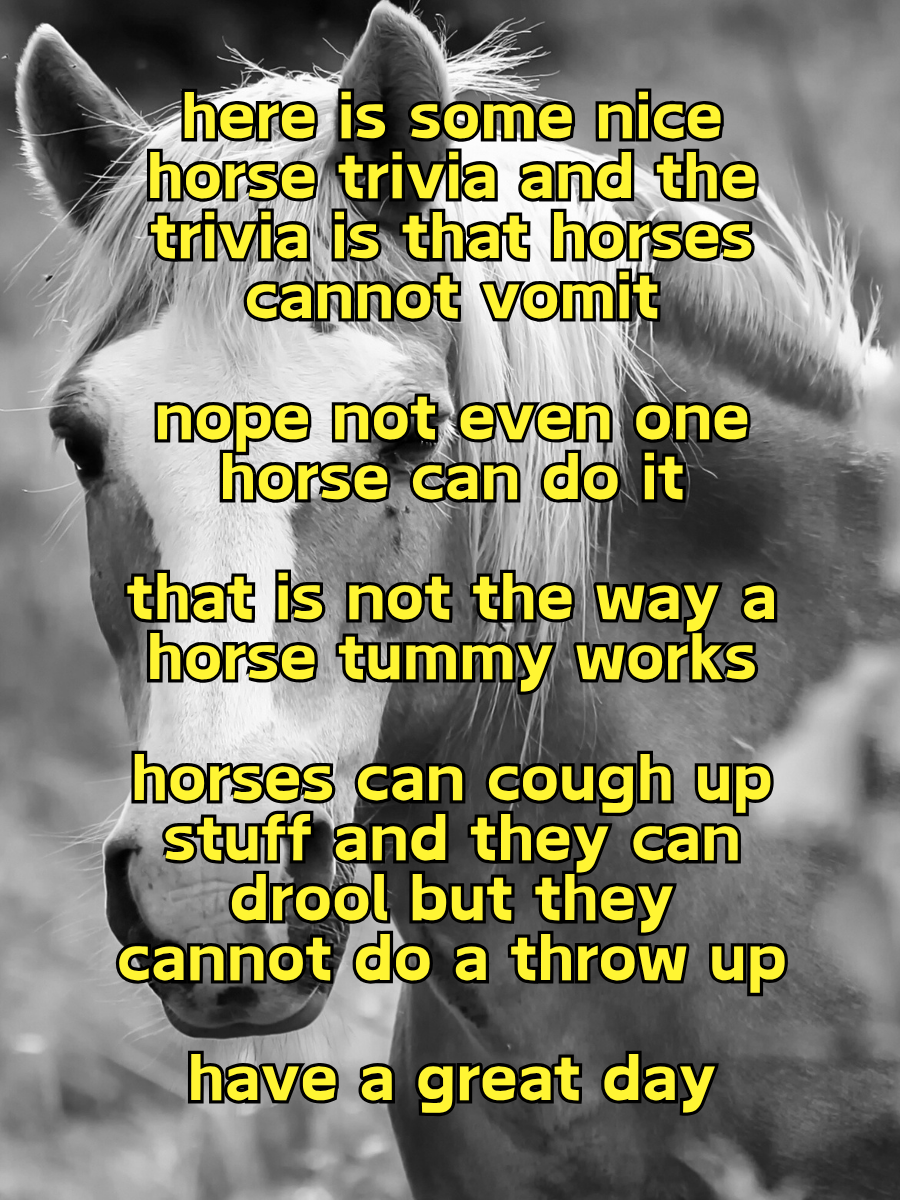 have a great day with this horse trivia card